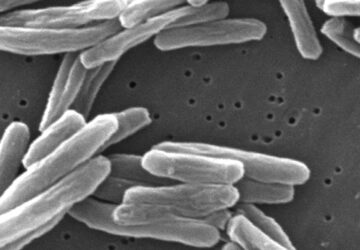 Global Vaccinated Children