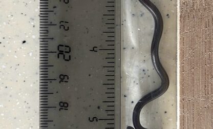 Barbados Rediscovered Snake