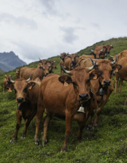 APTOPIX Cycling Tour de France