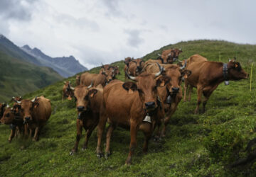 APTOPIX Cycling Tour de France