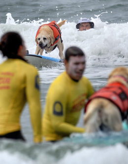 APTOPIX Huntington Beach Dog Surfing