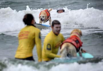 APTOPIX Huntington Beach Dog Surfing