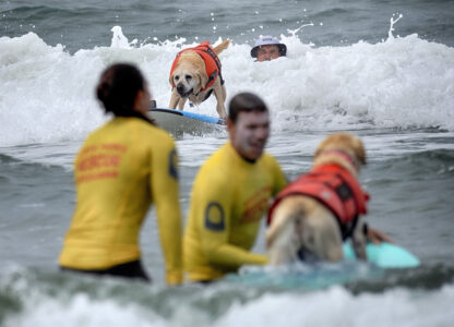 APTOPIX Huntington Beach Dog Surfing