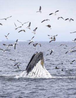 APTOPIX Climate Marine Protected Areas