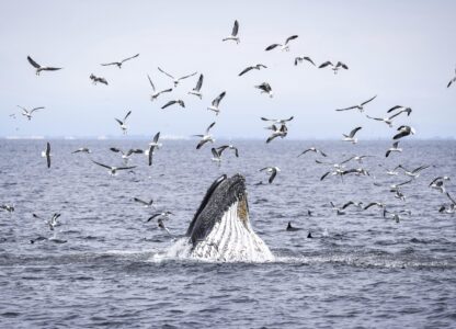 APTOPIX Climate Marine Protected Areas