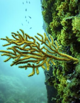 APTOPIX Climate France UN Ocean Conference