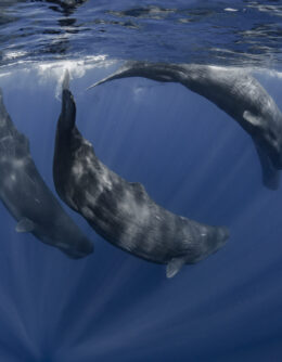 Stunning Sperm Whales Captured by British Photographer