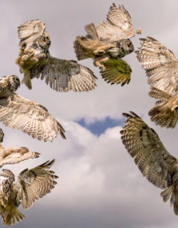 Photographer captures beautiful images of a group of hawks and owls being released back into the wild