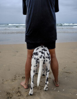 Huntington Beach Dog Surfing