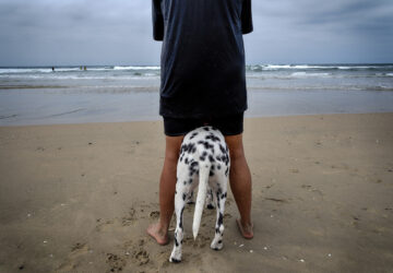 Huntington Beach Dog Surfing