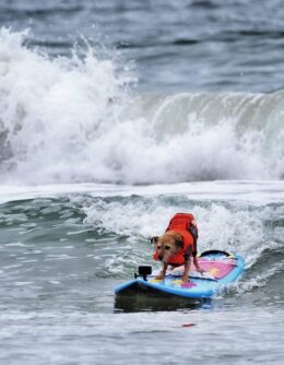 Huntington Beach Dog Surfing