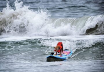 Huntington Beach Dog Surfing