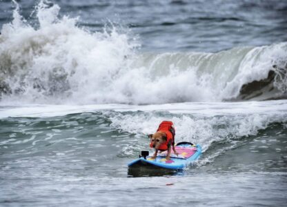 Huntington Beach Dog Surfing
