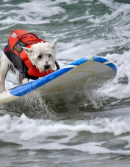 Huntington Beach Dog Surfing