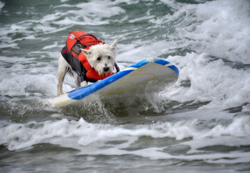 Huntington Beach Dog Surfing