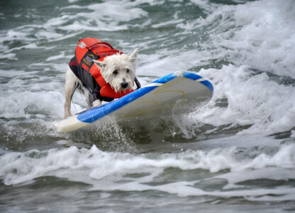 Huntington Beach Dog Surfing