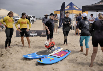 Huntington Beach Dog Surfing