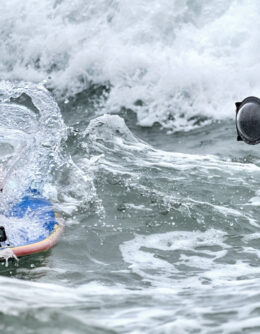 Huntington Beach Dog Surfing