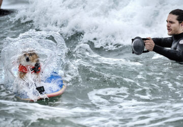 Huntington Beach Dog Surfing