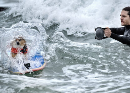 Huntington Beach Dog Surfing