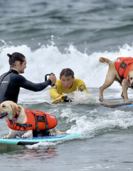 Huntington Beach Dog Surfing