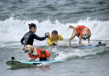 Huntington Beach Dog Surfing