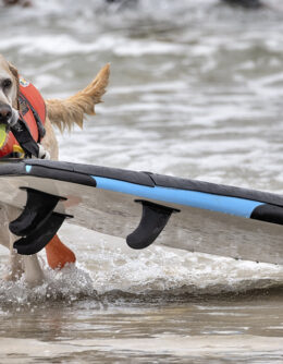 Huntington Beach Dog Surfing