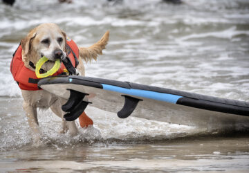 Huntington Beach Dog Surfing