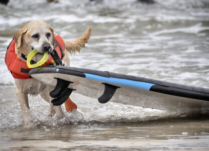 Huntington Beach Dog Surfing