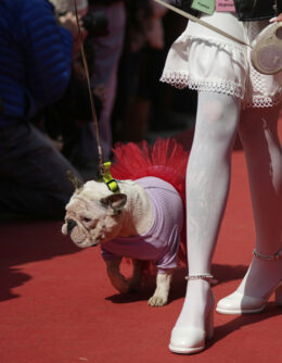 Russia French Bulldogs Parade
