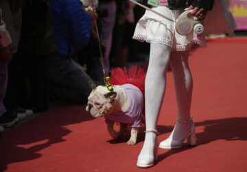 Russia French Bulldogs Parade
