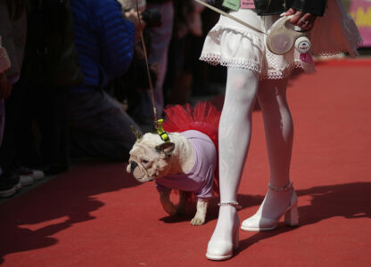 Russia French Bulldogs Parade