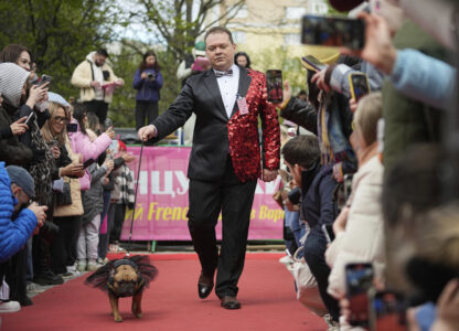 Russia French Bulldogs Parade