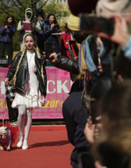 Russia French Bulldogs Parade