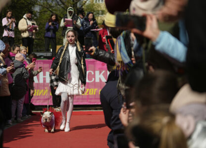 Russia French Bulldogs Parade