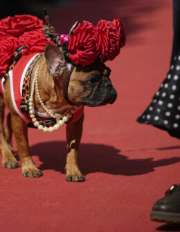 Russia French Bulldogs Parade