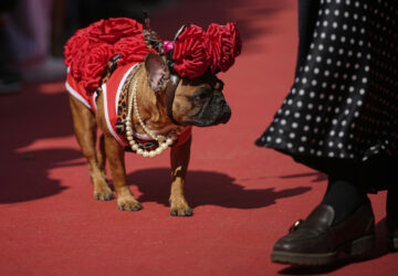 Russia French Bulldogs Parade