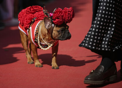 Russia French Bulldogs Parade