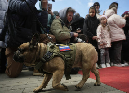 Russia French Bulldogs Parade