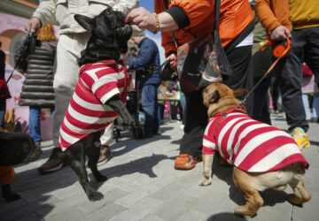 Russia French Bulldogs Parade