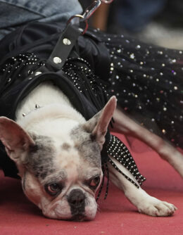 Russia French Bulldogs Parade