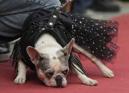 Russia French Bulldogs Parade
