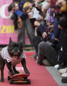 Russia French Bulldogs Parade