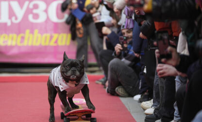 Russia French Bulldogs Parade