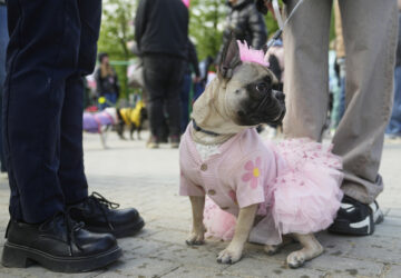 Russia French Bulldogs Parade