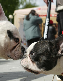 Russia French Bulldogs Parade