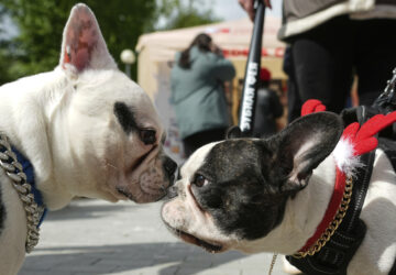 Russia French Bulldogs Parade