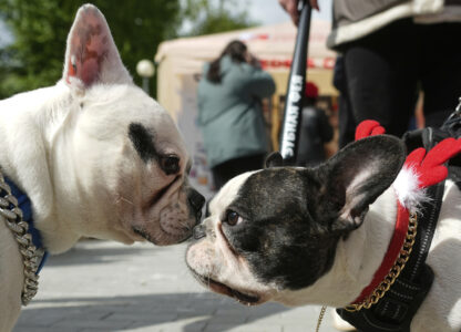 Russia French Bulldogs Parade